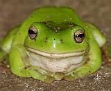 Green Tree Frog AC016D-004